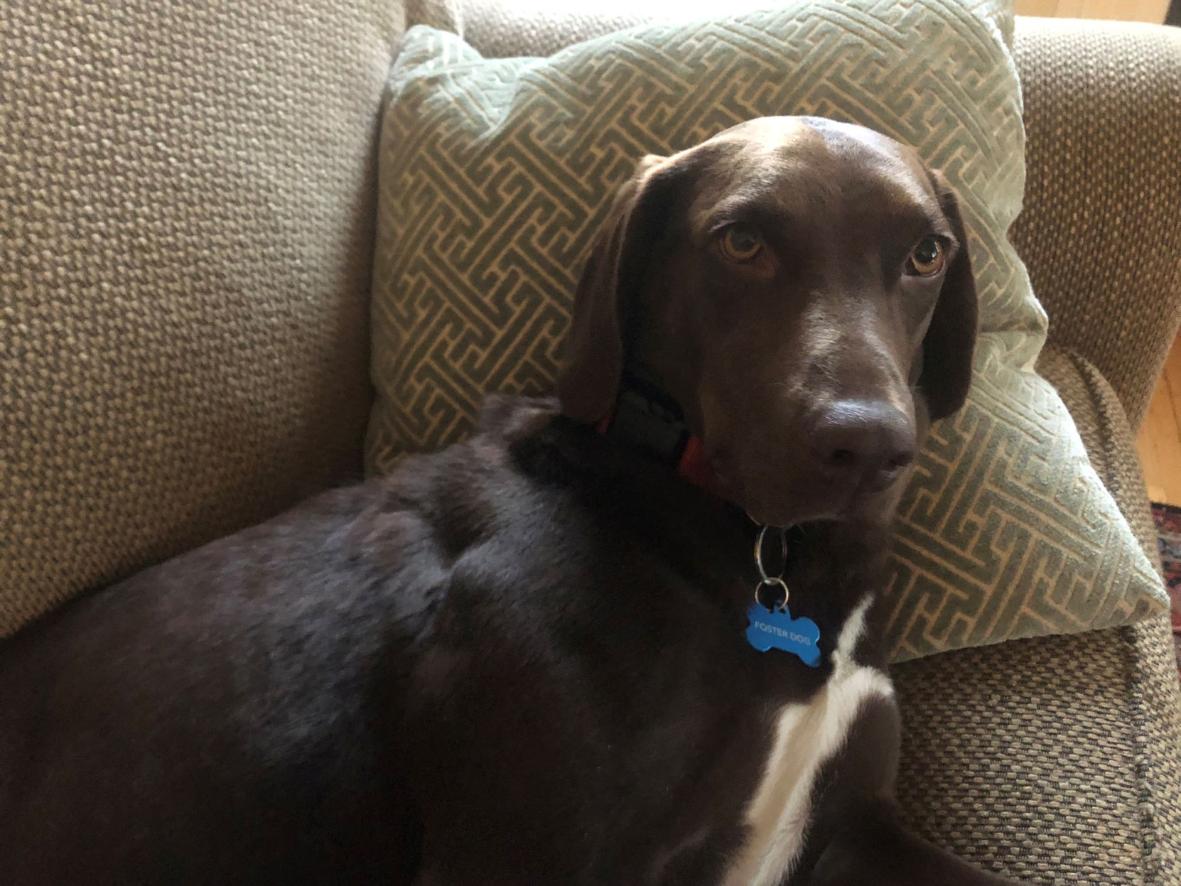 Lab Rescue - Grant A Wish- Change A Life - Wish Granted2.png